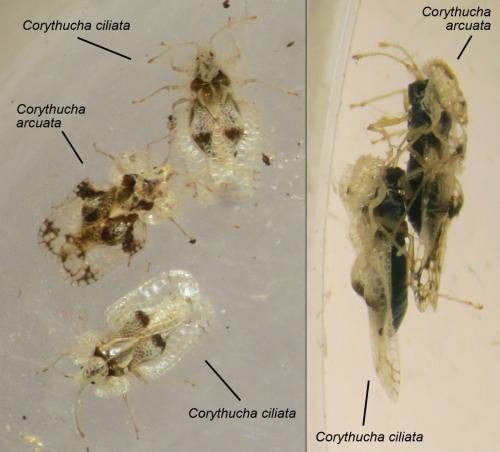 Réf. 333 569 : Corythucha divers