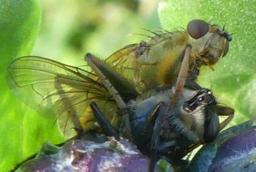 Scathophaga stercoraria