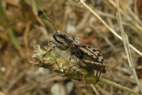 Réf. 333 575 : Coranus kerzhneri