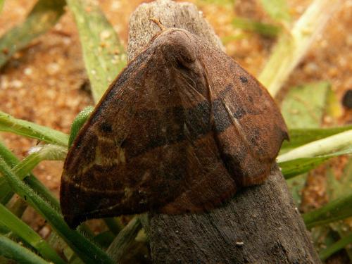 Réf. 333 823 : Watsonalla binaria