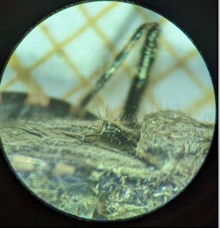 Réf. 333 888 : Coranus kerzhneri