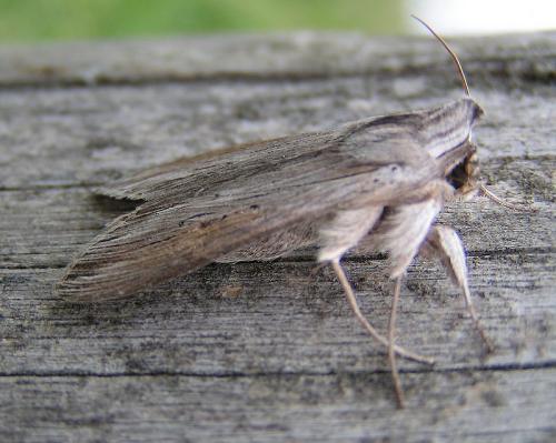 Réf. 333 889 : Cucullia umbratica