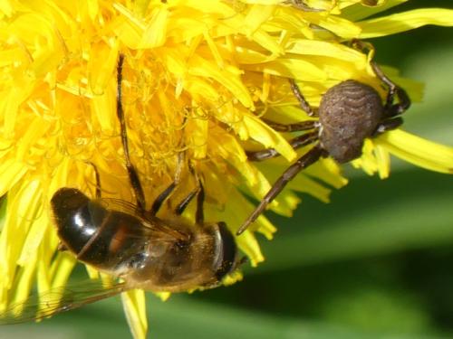 Réf. 333 002 : Xysticus sp.