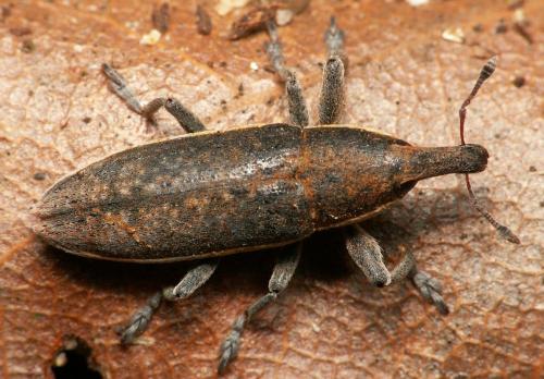 Réf. 333 232 : Lixus ochraceus