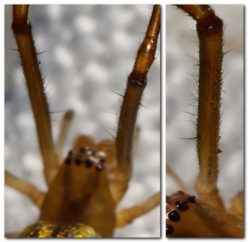 Tetragnatha sp.