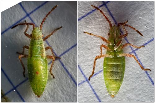 Réf. 333 213 : Myrmus miriformis