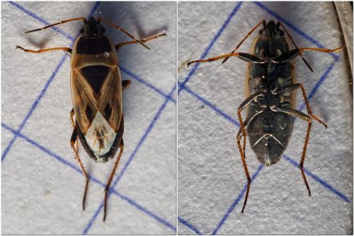 Réf. 333 223 : Xanthochilus quadratus