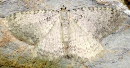 Réf. 333 331 : Triphosa sabaudiata