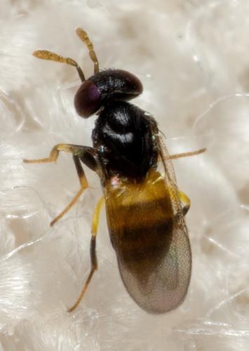 Réf. 333 753 : Aphelinus sp.