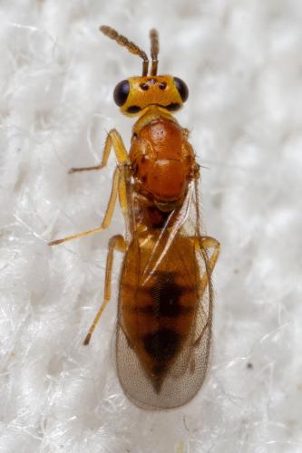 Cirrospilus sp.