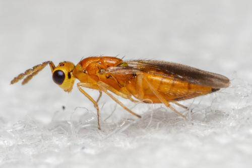 Réf. 333 987 : Cirrospilus sp.