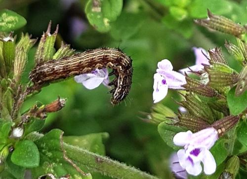 Réf. 333 251 : Helicoverpa armigera