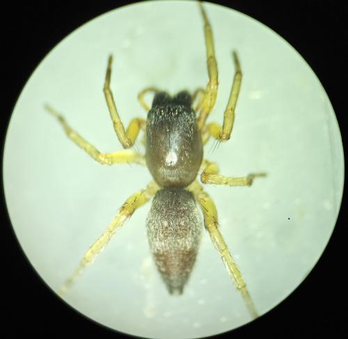 Réf. 333 352 : Clubiona brevipes