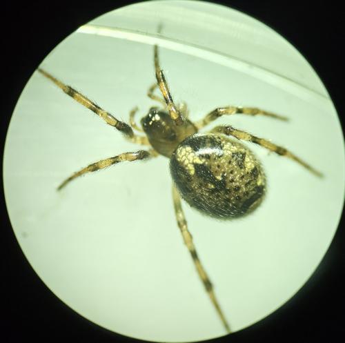 Réf. 333 759 : Enoplognatha mandibularis