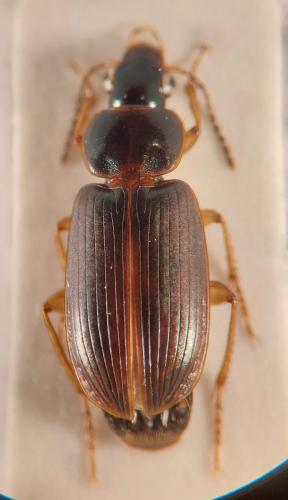 Stenolophus marginatus