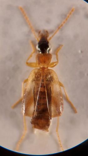 Philorhizus crucifer confusus