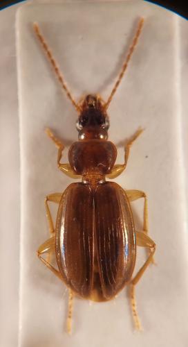 Trechus binotatus
