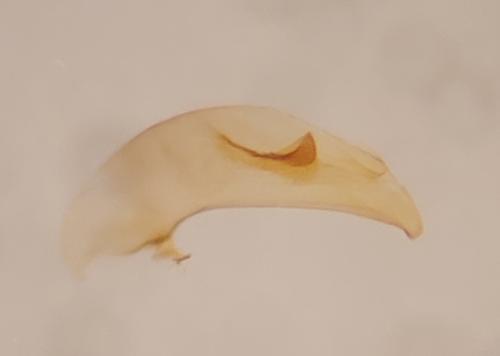 Réf. 333 766 : Trechus binotatus