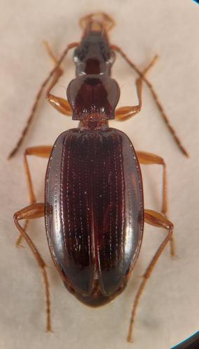 Réf. 333 862 : Sinechostictus doderoi