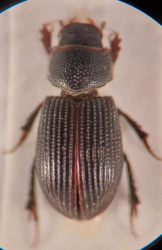 Psammoporus mimicus