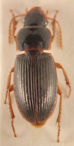 Harpalus progrediens