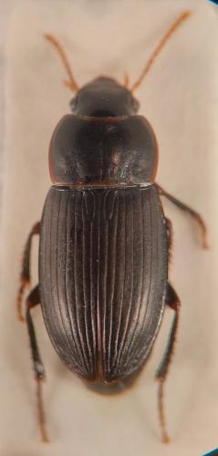 Harpalus modestus