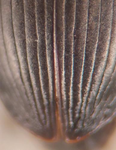 Réf. 333 897 : Harpalus modestus