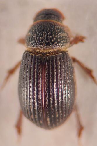 Diastictus vulneratus