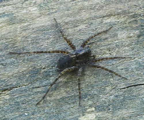 Réf. 333 455 : Pardosa sp.