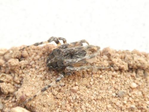Réf. 333 682 : Larinioides sclopetarius