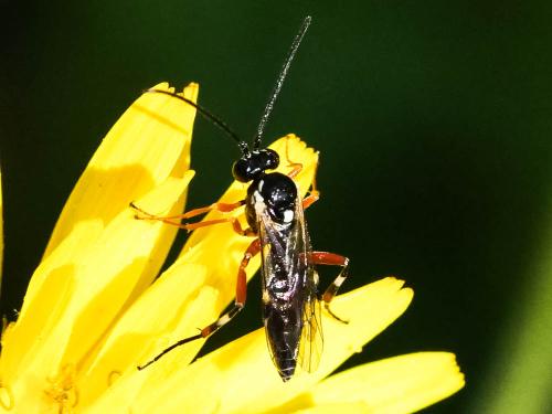 Diplazon laetatorius