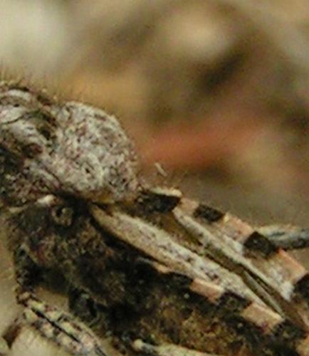 Réf. 333 576 : Coranus kerzhneri
