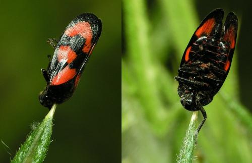 Cercopis vulnerata