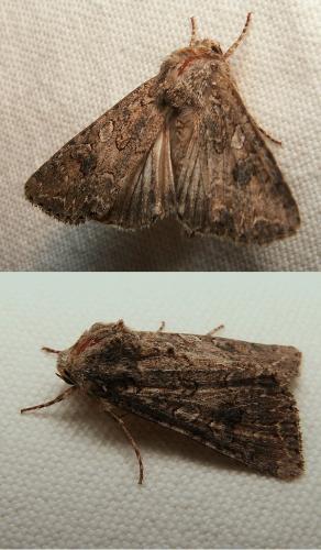 Anarta pugnax