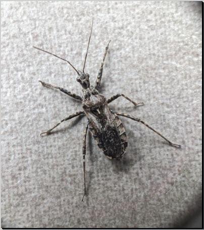 Réf. 333 887 : Coranus kerzhneri