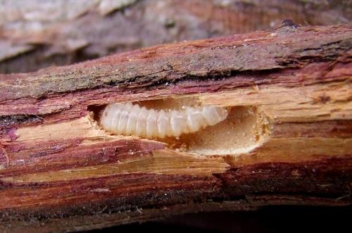 Callidiellum rufipenne