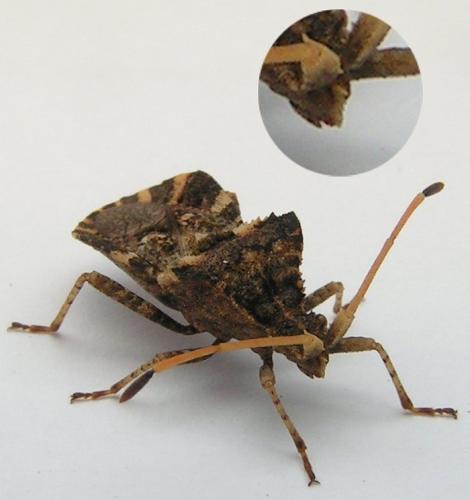 Réf. 333 521 : Centrocoris variegatus