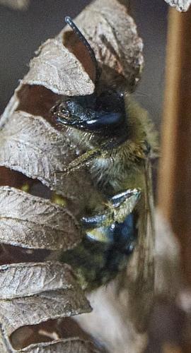 Andrena sp.