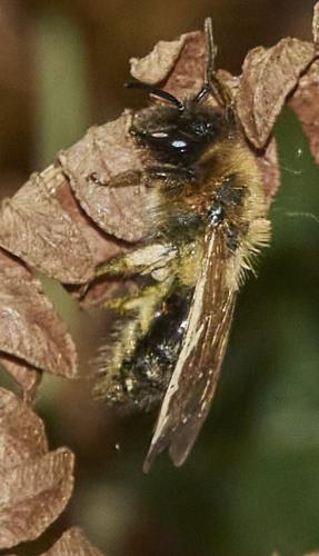 Andrena sp.