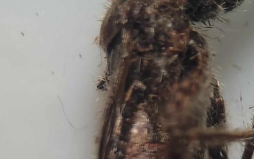Coranus woodroffei