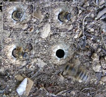 Réf. 333 303 : Halictus sexcinctus