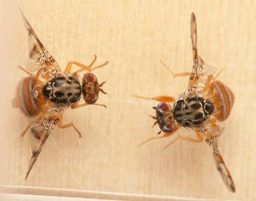 Réf. 333 506 : Ceratitis capitata