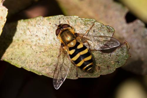 Réf. 333 680 : Syrphus vitripennis