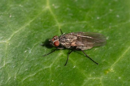 Botanophila sp.