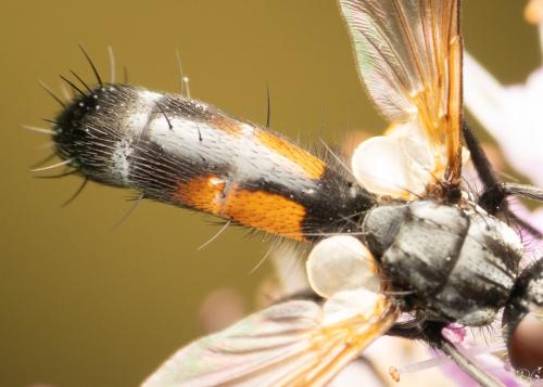 Cylindromyia sp.