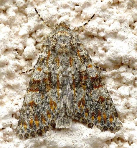 Réf. 333 220 : Polymixis flavicincta