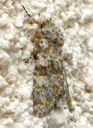Réf. 333 219 : Polymixis flavicincta