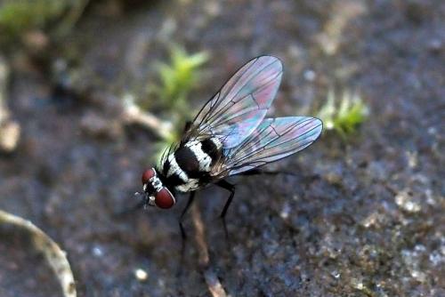 Réf. 333 851 : Limnophora obsignata