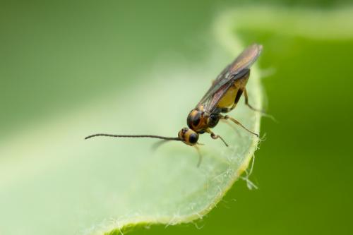Réf. 333 671 : Habrobracon sp.
