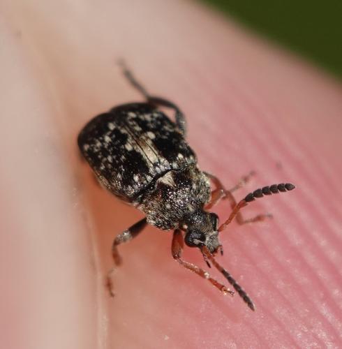 Bruchinae